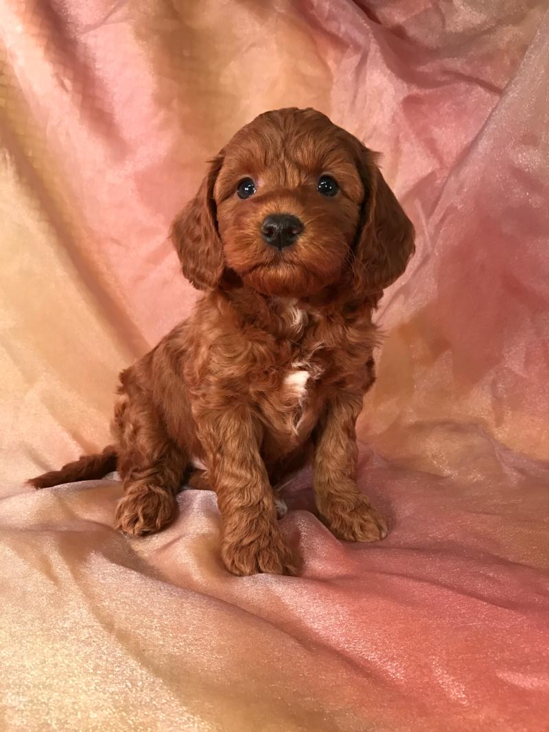 Dark Red Female F1b Mini Goldendoodle Pup for Sale 